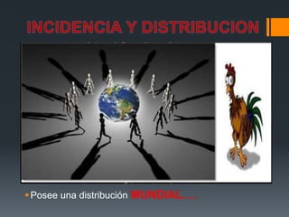 Posee una distribución MUNDIAL…. 
 