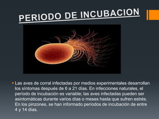  Las aves de corral infectadas por medios experimentales desarrollan 
los síntomas después de 6 a 21 días. En infecciones naturales, el 
período de incubación es variable; las aves infectadas pueden ser 
asintomáticas durante varios días o meses hasta que sufren estrés. 
En los pinzones, se han informado períodos de incubación de entre 
4 y 14 días. 
 