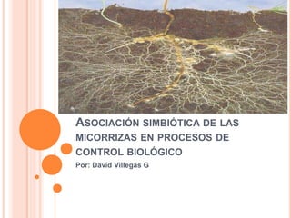 ASOCIACIÓN SIMBIÓTICA DE LAS
MICORRIZAS EN PROCESOS DE
CONTROL BIOLÓGICO
Por: David Villegas G
 
