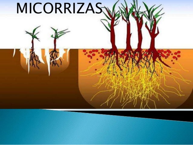 Image result for Utilizacao das micorrizas na agricultura