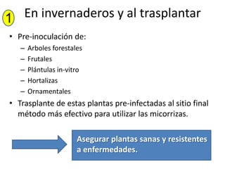 1 En invernaderos y al trasplantar
• Pre-inoculación de:
   –   Arboles forestales
   –   Frutales
   –   Plántulas in-vitro
   –   Hortalizas
   –   Ornamentales
• Trasplante de estas plantas pre-infectadas al sitio final
  método más efectivo para utilizar las micorrizas.

                       Asegurar plantas sanas y resistentes
                       a enfermedades.
 