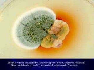 Cultura mostrando uma saprofítica Penicilliumsp verde comum. Eo amarelo-rosa colônia típica com diffusable pigmento vermelho distintivo da marneffeiPenicillium.