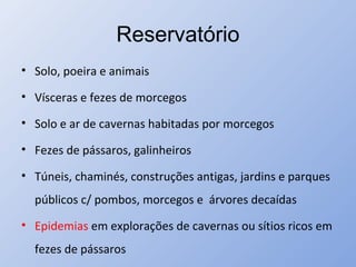 Reservatório
• Solo, poeira e animais
• Vísceras e fezes de morcegos
• Solo e ar de cavernas habitadas por morcegos
• Fezes de pássaros, galinheiros
• Túneis, chaminés, construções antigas, jardins e parques
públicos c/ pombos, morcegos e árvores decaídas
• Epidemias em explorações de cavernas ou sítios ricos em
fezes de pássaros
 