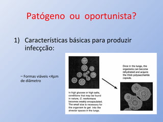 Patógeno ou oportunista?
1) Características básicas para produzir
infecçcão:
– Formas viáveis <4µm
de diâmetro
 