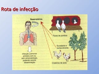 Rota de infecçãoRota de infecção
 