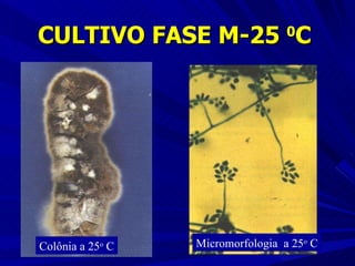 CULTIVO FASE M-25  0 C Colônia a 25 o  C Micromorfologia  a 25 o  C 
