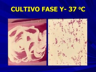 CULTIVO FASE Y- 37  0 C 