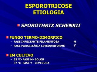 ESPOROTRICOSE ETIOLOGIA SPOROTHRIX SCHENKII FUNGO TERMO-DIMORFICO FASE INFECTANTE FILAMENTOSA  M FASE PARASITÁRIA LEVEDURIFORME Y EM CULTIVO 25  0 C- FASE M- BOLOR 37  0 C- FASE Y - LEVEDURA 