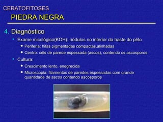 CERATOFITOSES
  PIEDRA NEGRA
4. Diagnóstico
     Exame micológico(KOH): nódulos no interior da haste do pêlo
        Periferia: hifas pigmentadas compactas,alinhadas
        Centro: céls de parede espessada (ascos), contendo os ascosporos

     Cultura:
        Crescimento lento, enegrecida
        Microscopia: filamentos de paredes espessadas com qrande
         quantidade de ascos contendo ascosporos
 