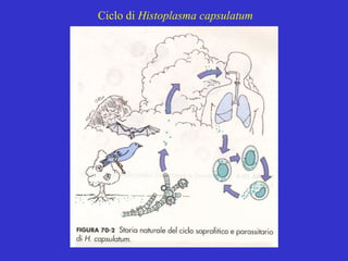 Ciclo di Histoplasma capsulatum
 