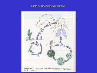 Ciclo di Coccidioides immitis
 