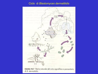 Ciclo di Blastomyces dermatitidis
 