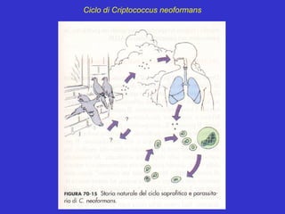 Ciclo di Criptococcus neoformans
 