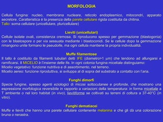 MORFOLOGIA
 
Cellula  fungina:  nucleo,  membrana  nucleare,  reticolo  endoplasmico,  mitocondri,  apparato 
secretore. Caratteristica è la presenza della parete cellulare rigida costituita da chitina.
Tallo: soma cellulare (unicellulare, pluricellulare)
                                                             
                                               Lieviti (unicellulari)
Cellule  isolate  ovali,  consistenza  cremosa.  Si  riproducono  spesso  per  gemmazione  (blastogonia) 
con  le  blastospore  o  per  via  sessuata  mediante  i  blastoconidi.  Se  le  cellule  dopo  la  gemmazione 
rimangono unite formano le pseudoife, ma ogni cellula mantiene la propria individualità.
                                                             
                                                 Muffe filamentose
Il  tallo  è  costituito  da  filamenti  tubulari  detti  IFE  (diametro>1  µm)  che  tendono  ad  allungarsi  e 
ramificarsi. Il MICELIO è l’insieme delle ife. In ogni colonia fungina miceliale distinguiamo:
Micelio vegetativo: funzione nutritiva e di assorbimento, nel terreno.
Micelio aereo: funzione riproduttiva, si sviluppa al di sopra del substrato a contatto con l’aria.
                                                             
                                                   Funghi dimorfi
Specie  fungine,  spesso  agenti  eziologici  di  micosi  sottocutanee  e  profonde,  che  mostrano  una 
espressione morfologica reversibile in rapporto a variazioni della temperatura: in forma  miceliale a 
T  ambiente  o  nel  loro  habitat  (in  vivo),  lievitiforme  se  coltivati  su  terreni  di  coltura  a  37-40°C  (in 
vitro).
                                                             
                                                Funghi dematiacei
Muffe  e  lieviti  che  hanno  una  parete  cellulare  contenente  melanina  e  che  gli  dà  una  colorazione 
bruna o nerastra.
 