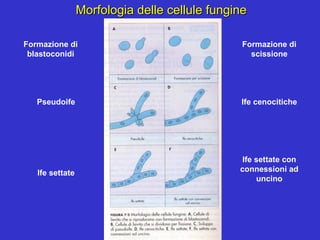 Morfologia delle cellule fungine

Formazione di                                   Formazione di
 blastoconidi                                     scissione




   Pseudoife                                   Ife cenocitiche




                                                Ife settate con
   Ife settate                                 connessioni ad
                                                    uncino
 