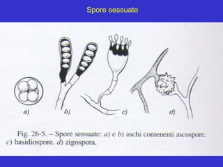 Spore sessuate
 