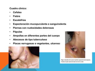 Cuadro clínico:
•   Cefalea
•   Fiebre
•   Escalofríos
•   Expectoración mucopurulenta o sanguinolenta
•   Piernas con nudosidades dolorosas
•   Pápulas
•   Ampollas en diferentes partes del cuerpo
•   Abscesos de tipo tuberculoso
•   Placas verrugosas o vegetantes, ulcerosas
 