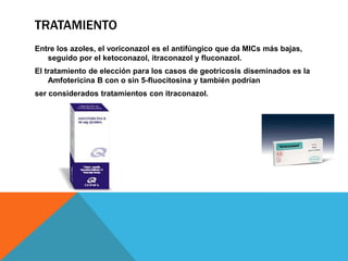 TRATAMIENTO
Entre los azoles, el voriconazol es el antifúngico que da MICs más bajas,
   seguido por el ketoconazol, itraconazol y fluconazol.
El tratamiento de elección para los casos de geotricosis diseminados es la
    Amfotericina B con o sin 5-fluocitosina y también podrían
ser considerados tratamientos con itraconazol.
 