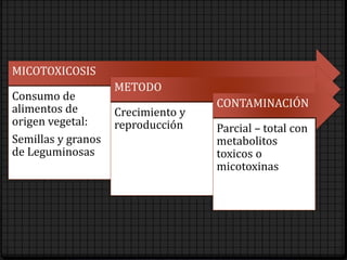 MICOTOXICOSIS
Consumo de
alimentos de
origen vegetal:
Semillas y granos
de Leguminosas
METODO
Crecimiento y
reproducción
CONTAMINACIÓN
Parcial – total con
metabolitos
toxicos o
micotoxinas
 