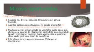 Micosis oportunistas
Candidosis o candidiasis
 Causada por diversas especies de levaduras del género
Candida.
 Agentes patógenos son levaduras (el estado anamorfo) del
género Candida pertenecientes al Phylum Ascomycotina.
 Muchas especies se han aislado de vegetales, suelo, agua, aire,
alimentos y algunas de ellas forman parte de la biota normal de
la piel y membranas mucosas (boca, vagina, vías respiratorias
altas, tracto gastrointestinal) de mamíferos.
 Este género incluye aproximadamente 150 especies
identificadas.
 