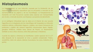 Histoplasmosis
La histoplasmosis es una infección causada por la inhalación de las
esporas de histoplasma capsulatum que se encuentra a menudo en los
excrementos de los pájaros y de los murciélagos. La histoplasmosis se
transmite con más frecuencia cuando estas esporas son transportadas
por el aire, a menudo durante una limpieza o proyectos de demolición.
es un patógeno intracelular que se ubica en el interior de una vacuola
fagocítica en el citoplasma de los macrófagos del hospedero.La infección
sistémica afecta a diferentes órganos y tejidos, con mayor frecuencia los
pulmones y tejidos del sistema fagocítico mononuclear (bazo, hígado,
ganglios linfáticos, médula ósea, placas de Peyer). La diseminación
también se da a otras vísceras, entre ellas páncreas e intestinos.
Cuando los signos y síntomas se manifiestan, suelen aparecer de 3 a 17
días después de la exposición al virus y pueden comprender: Fiebre,
escalofríos, dolor de cabeza, dolores musculares, tos seca, molestia en el
pecho.
 