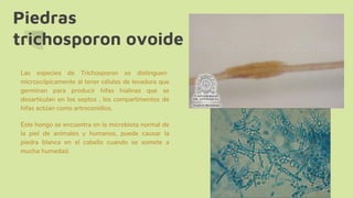 Piedras
trichosporon ovoide
Las especies de Trichosporon se distinguen
microscópicamente al tener células de levadura que
germinan para producir hifas hialinas que se
desarticulan en los septos , los compartimentos de
hifas actúan como artroconidios.
Este hongo se encuentra en la microbiota normal de
la piel de animales y humanos, puede causar la
piedra blanca en el cabello cuando se somete a
mucha humedad.
 