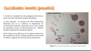 Coccidioides immitis (posadisii)
C. immitis y C. posadasii son dos patógenos primarios ca
paces de causar diferentes estados patológicos.
La fase saprobia se compone de hifas ﬁlamentosas
tabicadas que en su madurez se fragmentan en
artroconidios cilindricos separados entre sí por células
de separación vacías. Su fase parasitaria es idéntica:
levadura de gemación dotada de cápsula
Estos hongos son endémicos en las regiones desérticas
del sudoeste de EE.UU. También podemos encontrarlos
en México, regiones de Centroaméricay Sudamérica
 