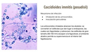 Coccidioides immitis (posadisii)
Mecanismo de infección
● Inhalación de los artroconidios
● Inoculación percutánea
Los artroconidios inhalados alcanzan los alvéolos; se
convierten en esférulas que dan lugar a endosporas, las
cuales son fagocitadas y sobreviven; las esférulas de gran
tamaño (60-100 mm) escapan a la fagocitosis; el ambiente
alcalino permite su supervivencia en el interior del
fagolisosoma
 
