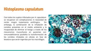 Histoplasma capsulatum
Casi todos los sujetos infectados por H. capsulatum
se recuperan sin complicaciones ni necesidad de
recibir ningún tratamiento antifúngico. Sin
embargo, la combinación de la inhalación de
conidios presentes en el medio ambiente y la
incapacidad de eliminar el hongo a través de los
mecanismos mucocihares en pacientes con
inmunodeﬁciencia posibilita la transformación de
los conidios inhalados en células en fase de
levadura que serán ingeridas por los macrófagos.
 