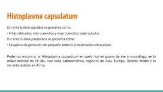Histoplasma capsulatum
Durante la fase saprobia se presenta como:
• Hifas tabicadas, microconidios y macroconidios tuberculados
Durante su fase parasitaria se presenta como:
• Levadura de gemación de pequeño tamaño y localización intracelular.
Podemos encontrar al Histoplasma capsulatum en suelo rico en guano de ave o murciélago, en la
mitad oriental de EE.UU., casi toda Latinoamérica, regiones de Asia, Europa, Oriente Medio y la
variante duboisii en África
 