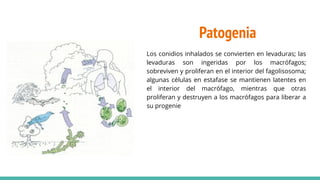 Patogenia
Los conidios inhalados se convierten en levaduras; las
levaduras son ingeridas por los macrófagos;
sobreviven y proliferan en el interior del fagolisosoma;
algunas células en estafase se mantienen latentes en
el interior del macrófago, mientras que otras
proliferan y destruyen a los macrófagos para liberar a
su progenie
 