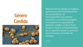 Género
Candida
Representan los patógenos fúngicos
oportunistas más frecuentes.Entre
las características del
microorganismo que podrían
contribuir a su potencial patógeno
se encuentran la capacidad de
adhesión a tejidos, el dimorﬁsmo
levadura- micelio, la hidrofobicidad
de su superﬁcie celular, la secreción
de proteinasas y el cambio de
fenotipo.
 