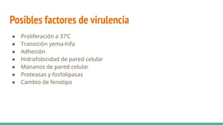 Posibles factores de virulencia
● Proliferación a 37’C
● Transición yema-hifa
● Adhesión
● Hidrofobicidad de pared celular
● Mananos de pared celular
● Proteasas y fosfolipasas
● Cambio de fenotipo
 