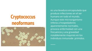 Cryptococcus
neoformans
es una levadura encapsulada que
produce infecciones en el ser
humano en todo el mundo.
Aunque este microorganismo
infecta a hospedadores
aparentemente normales,
provoca enfermedad con una
frecuencia y una gravedad
notablemente mayores en los
individuos inmunode- primidos.
 