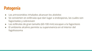 Patogenia
● Los artroconidios inhalados alcanzan los alvéolos
● Se convierten en esférulas que dan lugar a endosporas, las cuales son
fagocitadas y sobreviven
● Las esférulas de gran tamaño (60-100 mm) escapan a la fagocitosis
● El ambiente alcalino permite su supervivencia en el interior del
fagolisosoma
 