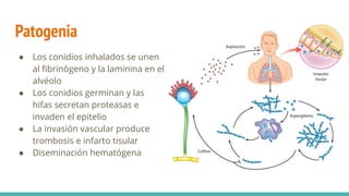 Patogenia
● Los conidios inhalados se unen
al ﬁbrinógeno y la laminina en el
alvéolo
● Los conidios germinan y las
hifas secretan proteasas e
invaden el epitelio
● La invasión vascular produce
trombosis e infarto tisular
● Diseminación hematógena
 
