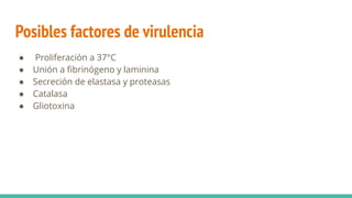 Posibles factores de virulencia
● Proliferación a 37°C
● Unión a ﬁbrinógeno y laminina
● Secreción de elastasa y proteasas
● Catalasa
● Gliotoxina
 