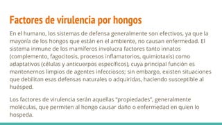 Factores de virulencia por hongos
En el humano, los sistemas de defensa generalmente son efectivos, ya que la
mayoría de los hongos que están en el ambiente, no causan enfermedad. El
sistema inmune de los mamíferos involucra factores tanto innatos
(complemento, fagocitosis, procesos inﬂamatorios, quimiotaxis) como
adaptativos (células y anticuerpos especíﬁcos), cuya principal función es
mantenernos limpios de agentes infecciosos; sin embargo, existen situaciones
que debilitan esas defensas naturales o adquiridas, haciendo susceptible al
huésped.
Los factores de virulencia serán aquellas “propiedades”, generalmente
moléculas, que permiten al hongo causar daño o enfermedad en quien lo
hospeda.
 