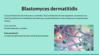 Blastomyces dermatitidis
Causa la blastomicosis en humanos y animales. Tras la inhalación de este organismo, se produce una
infección pulmonar en individuos normales que se puede diseminar a otros órganos, en especial piel y
huesos.
Fase saprobia
Micelio tabicado y conidios
Fase parasitaria
Levadura de gemación de base ancha de gran tamaño
 