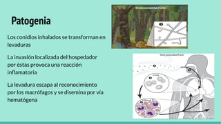 Patogenia
Los conidios inhalados se transforman en
levaduras
La invasión localizada del hospedador
por éstas provoca una reacción
inﬂamatoria
La levadura escapa al reconocimiento
por los macrófagos y se disemina por vía
hematógena
 