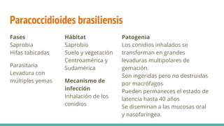 Paracoccidioides brasiliensis
Fases
Saprobia
Hifas tabicadas
Parasitaria
Levadura con
múltiples yemas
Hábitat
Saprobio
Suelo y vegetación
Centroamérica y
Sudamérica
Mecanismo de
infección
Inhalación de los
conidios
Patogenia
Los conidios inhalados se
transforman en grandes
levaduras multipolares de
gemación.
Son ingeridas pero no destruidas
por macrófagos
Pueden permaneces el estado de
latencia hasta 40 años
Se diseminan a las mucosas oral
y nasofaríngea.
 