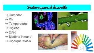 Factores para el desarollo
➔ Humedad
➔ Ph
➔ Temperatura
➔ Higiene
➔ Edad
➔ Sistema inmune
➔ Hiperqueratosis
 