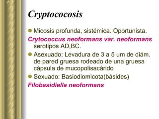 Cryptococosis Micosis profunda, sistémica. Oportunista. Crytococcus neoformans var. neoformans  serotipos AD,BC. Asexuado: Levadura de 3 a 5 um de diám. de pared gruesa rodeado de una gruesa cápsula de mucopolisacárido Sexuado: Basiodiomicota(básides) Filobasidiella neoformans 
