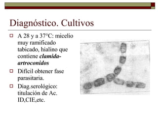 Diagnóstico. Cultivos A 28 y a 37°C: micelio muy ramificado tabicado, hialino que contiene  clamida-artroconidos Difícil obtener fase parasitaria.  Diag.serológico: titulación de Ac. ID,CIE,etc. 