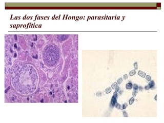 Las dos fases del Hongo: parasitaria y saprofítica 
