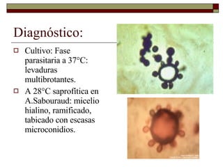 Diagnóstico: Cultivo: Fase parasitaria a 37°C: levaduras multibrotantes. A 28°C saprofítica en A.Sabouraud: micelio hialino, ramificado, tabicado con escasas microconidios. 