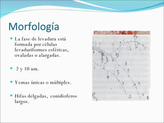 Morfología  La fase de levadura está formada por células levaduriformes esféricas, ovaladas o alargadas.  2 y 10 um.  Yemas únicas o múltiples.  Hifas delgadas,  conidioferos largos.  