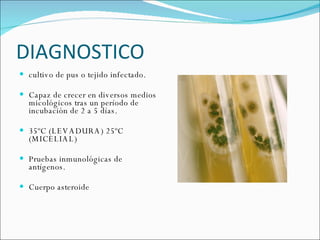 DIAGNOSTICO  cultivo de pus o tejido infectado. Capaz de crecer en diversos medios micológicos tras un período de incubación de 2 a 5 días.  35ºC (LEVADURA) 25ºC (MICELIAL) Pruebas inmunológicas de antígenos.  Cuerpo asteroide 