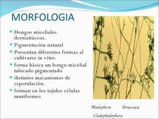 MORFOLOGIA Hongos miceliales dermatiáceos.  Pigmentación natural Presentan diferentes formas al cultivarse in vitro.  forma básica un hongo micelial tabicado pigmentado distintos mecanismos de esporulación.  forman en los tejidos células muriformes  Cladophialophora Phialophora Fonsecaea 
