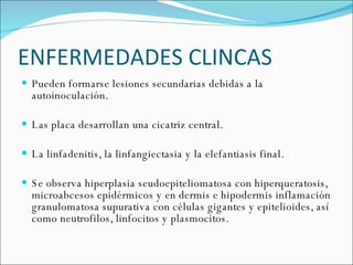 ENFERMEDADES CLINCAS Pueden formarse lesiones secundarias debidas a la autoinoculación.  Las placa desarrollan una cicatriz central.  La linfadenitis, la linfangiectasia y la elefantiasis final.  Se observa hiperplasia seudoepiteliomatosa con hiperqueratosis, microabcesos epidérmicos y en dermis e hipodermis inflamación granulomatosa supurativa con células gigantes y epitelioides, así como neutrofilos, linfocitos y plasmocitos. 
